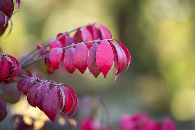 Euonymus alatus 'Compactus', Flügel-Spindelstrauch, 30–40 cm