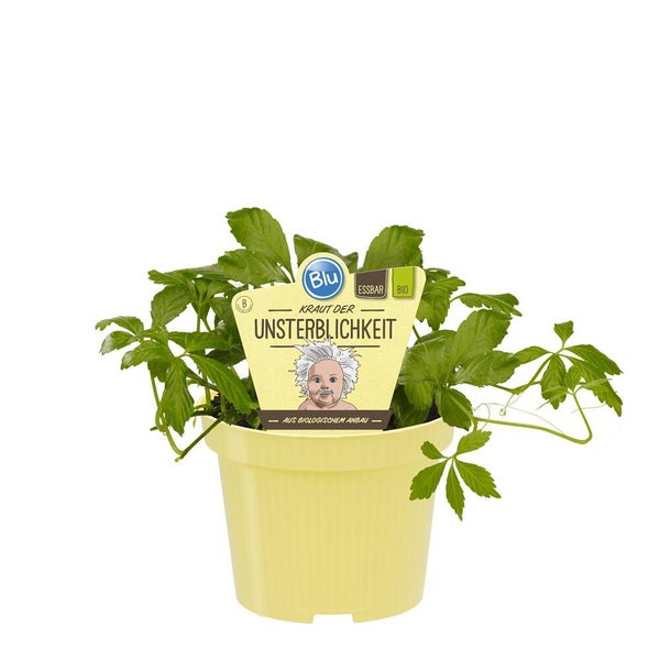 PVC Sichtschutzmatte mit roten Blumen