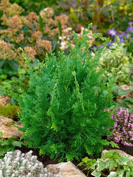 Chamaecyparis lawsoniana 'Wisselii', Scheinzypresse, 30–40 cm