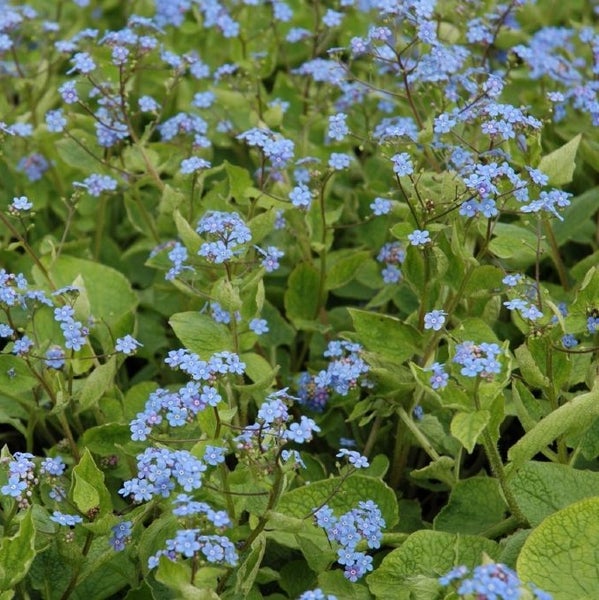 Vergissmeinnicht-Pflanze mit zarten, kleinen Blüten und grünen Blättern.