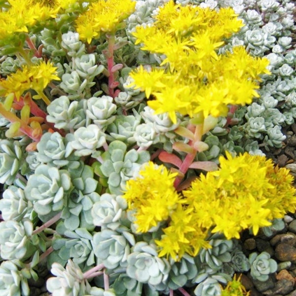 Fettblattgewächs mit gelben Blüten