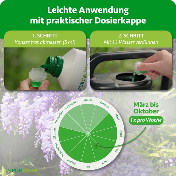 Anleitung Flüssigdünger: Schritt eins Konzentrat abmessen, Schritt zwei mit einem Liter Wasser verdünnen. Anwendung März bis Oktober. Purgrün Logo.