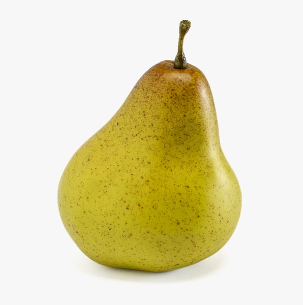 Künstlicher Zweig mit grünen nadelartigen Blättern und kleinen Knospen.