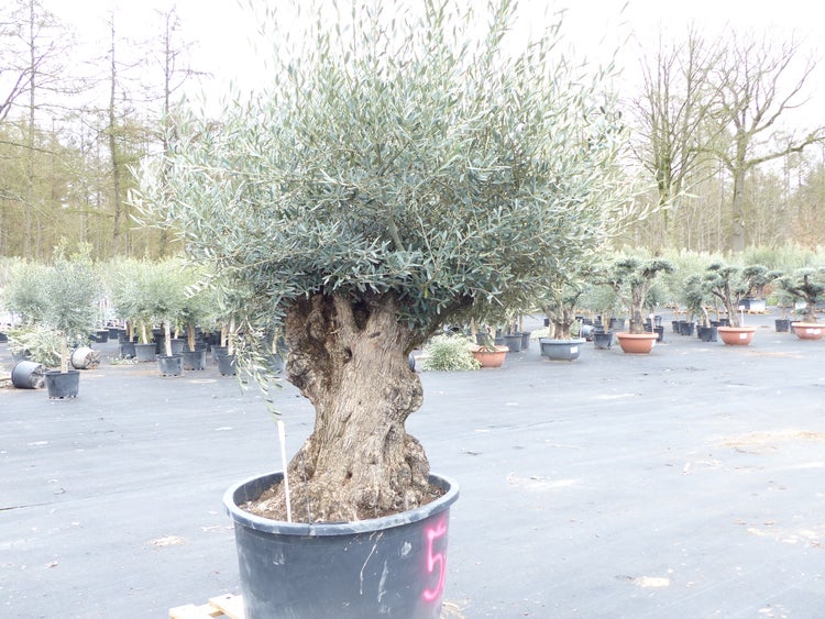 genau diesen Baum Nr. 5/J, 250 cm, Olivenbaum, knorrige alte urige Olive winterhart