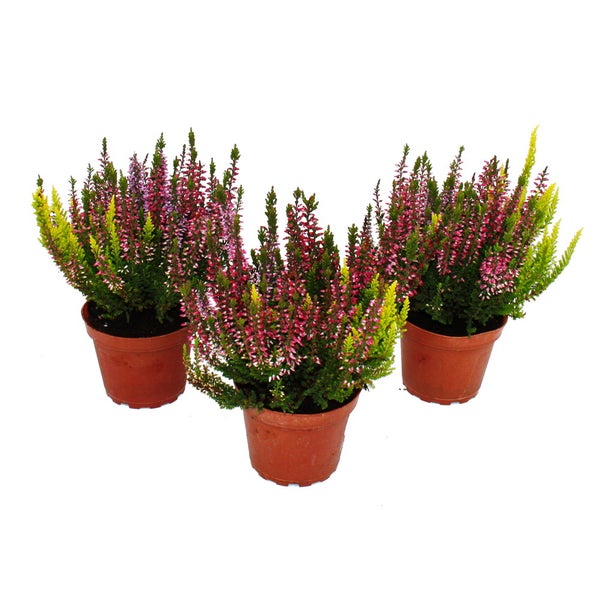 Calluna vulgaris Set mit 3 Pflanzen Besenheide Heidepflanze winterhart 11cm Topf mehrfarbig