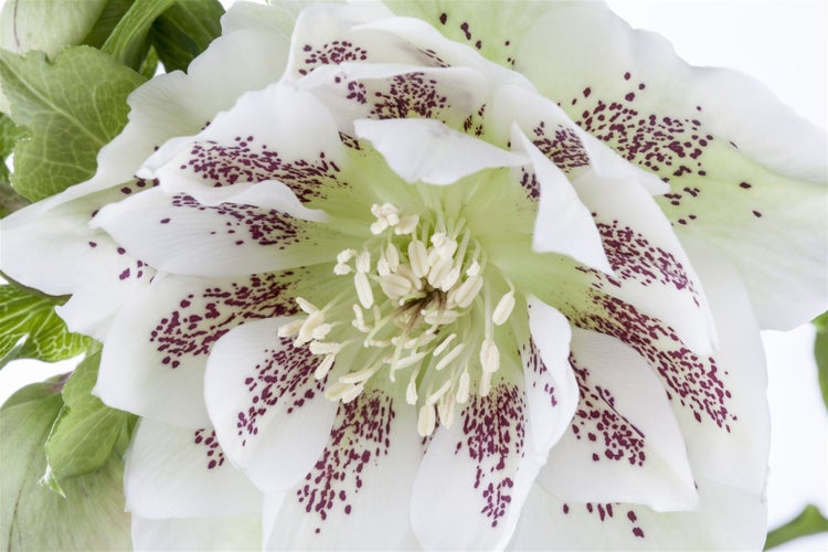 Helleborus orientalis, Lenzrose, cremeweiß, ca. 11x11 cm Topf
