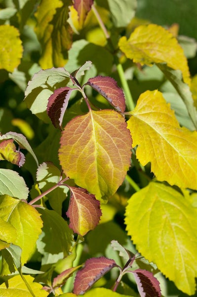 Nahaufnahme von Herbstblättern einer Pflanze.