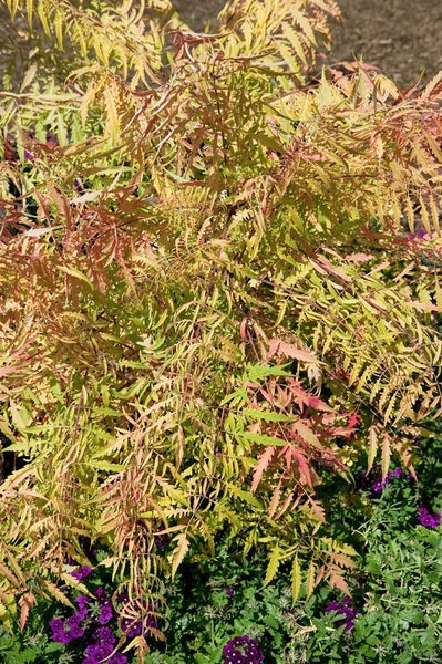Rhus typhina 'Tiger Eyes', Essigbaum, gelbgrün, 40–60 cm