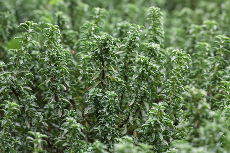 Nahaufnahme von Zypressenwolfsmilch im Garten