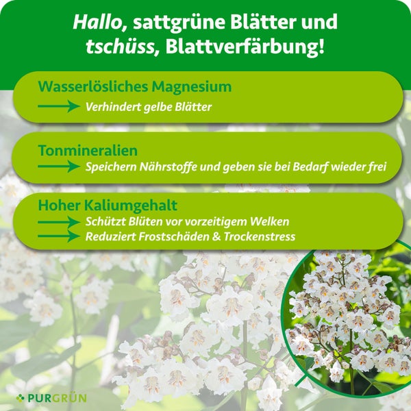 Infografik für Purgrün Dünger für Trompetenbäume: Magnesium gegen gelbe Blätter, Tonmineralien als Nährstoffspeicher, Kalium für Blütenschutz. Purgrün Logo.