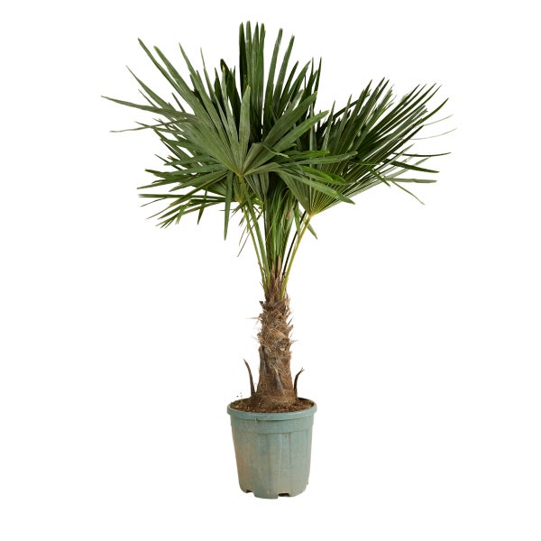 Hanfpalme Trachycarpus fortunei im Kunststofftopf mit grünen fächerförmigen Blättern.