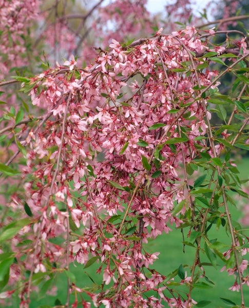 Prunus subhirtella 'Autumnalis', Winterkirsche, zartrosa, 60–100 cm