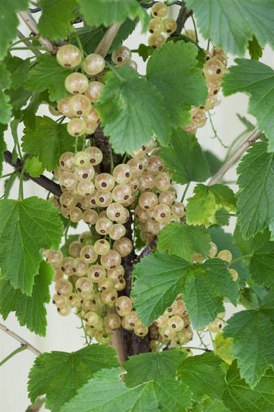 Ribes rubrum 'Weiße Versailler', Weiße Johannisbeere, 40–60 cm