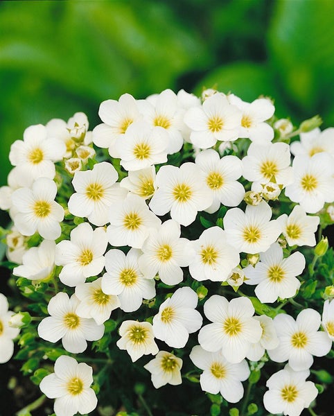 Blütenstand mit vielen weißen Schleierkraut-Blüten