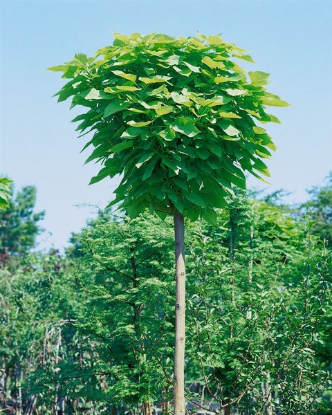 Catalpa bignonioides 'Nana', Kugeltrompetenbaum, 150 cm Stammhöhe
