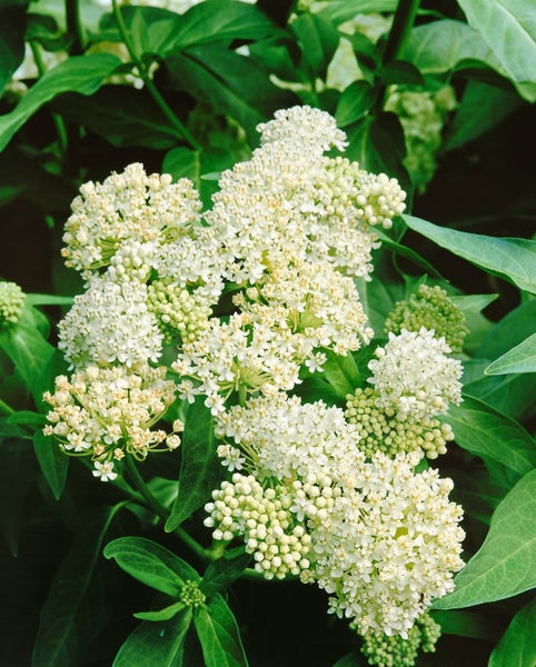 Asclepias incarnata 'Ice Ballet', Seidenpflanze, weiß, ca. 9x9 cm Topf
