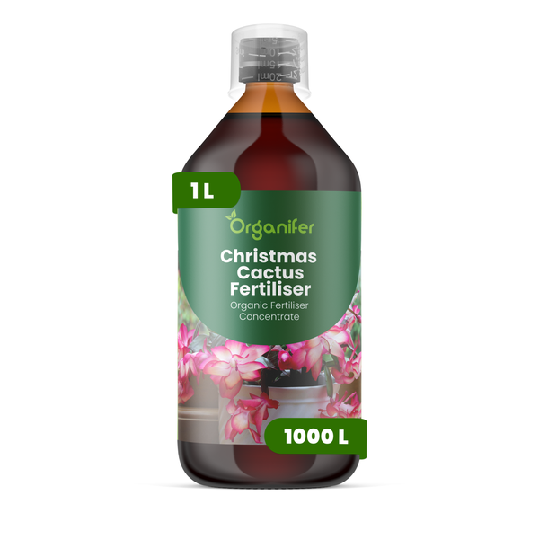 Organifer Weihnachtskaktus-Dünger, 1 Liter Flasche, organisches Düngerkonzentrat für Schlumbergera.