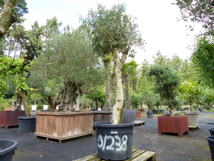 Verschiedene Olivenbäume in großen Pflanzkübeln auf einem Außenverkaufsplatz eines Gartencenters.