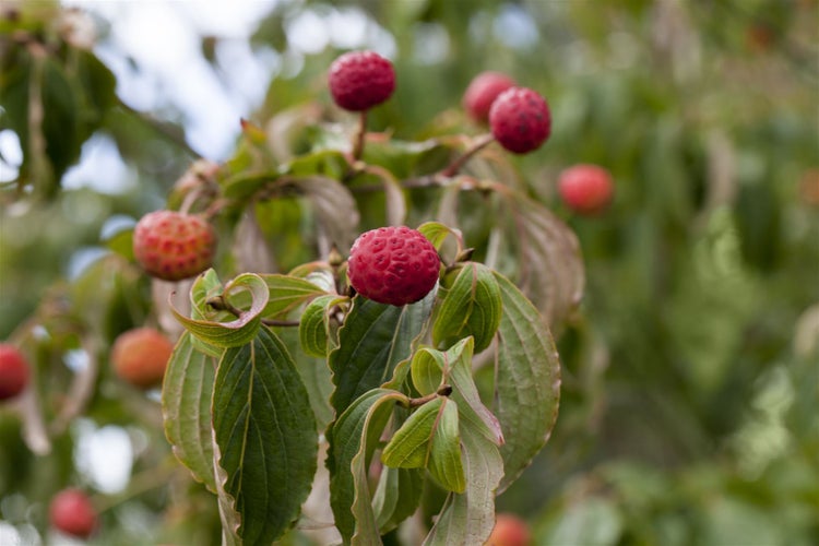 Cornus kousa, Japanischer Blumen-Hartriegel, 100–125 cm