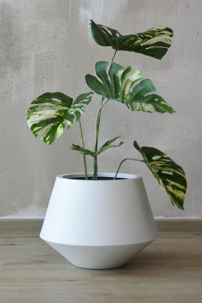 Monstera Pflanze mit panaschierten Blättern in einem weißen konischen Übertopf auf einem Holzfußboden.