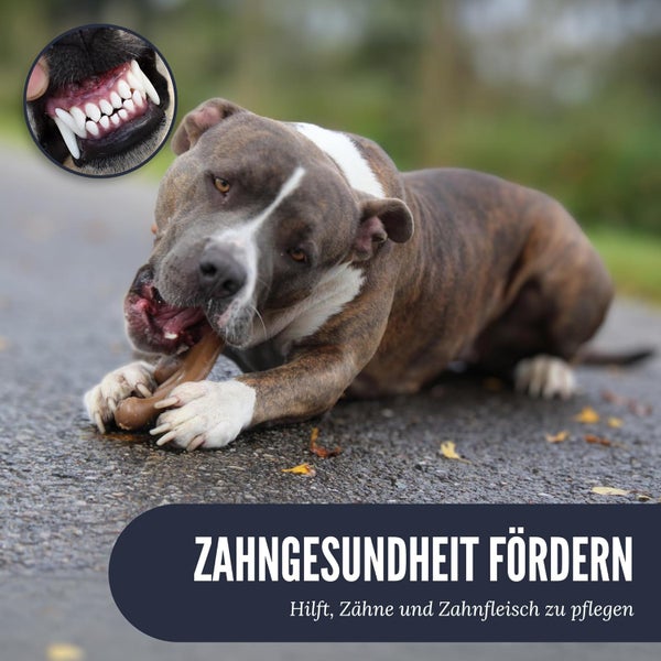 Ein Hund kaut auf einem Kauartikel, während ein Einsatz die Zahngesundheit hervorhebt.