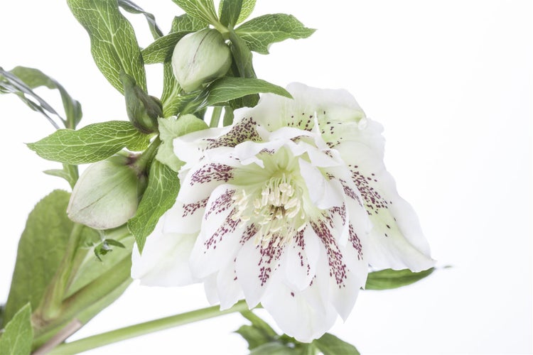 Helleborus orientalis, Lenzrose, cremeweiß, ca. 11x11 cm Topf