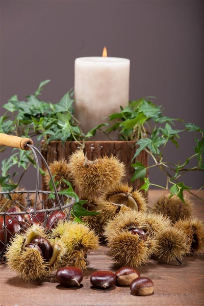 Dekorative Szene mit Kastanien, Efeu und Kerze auf Holztisch