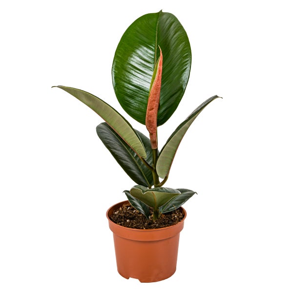 Gummibaum | Ficus 'Robusta' pro Stück - Zimmerpflanze im Kinderzimmertopf cm12 cm - ↕35 cm