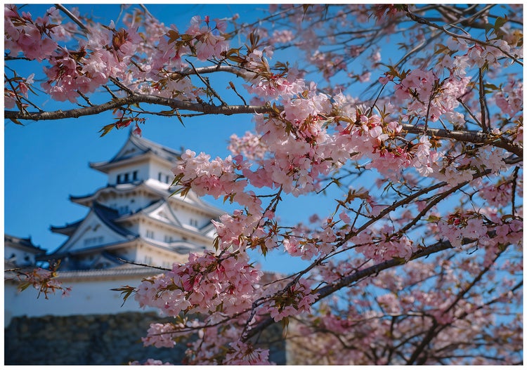 Japanische Burg hinter blühenden Kirschbaumzweigen