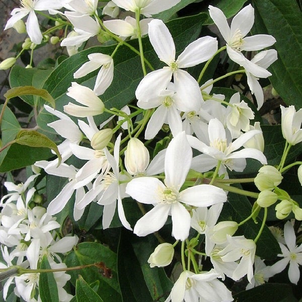 Detailansicht der Weißen Waldrebe mit Blüten und Blättern.