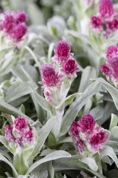 Antennaria dioica, Katzenpfötchen, rosa Blüten, ca. 9x9 cm Topf