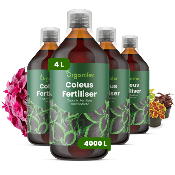 Organifer Coleus Dünger, 4 Liter organisches Flüssigdünger-Konzentrat für Buntnesseln, 4er-Set