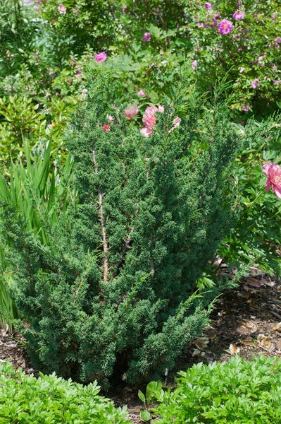 Juniperus chinensis 'Blaauw', Chinesischer Wacholder, 25–30 cm