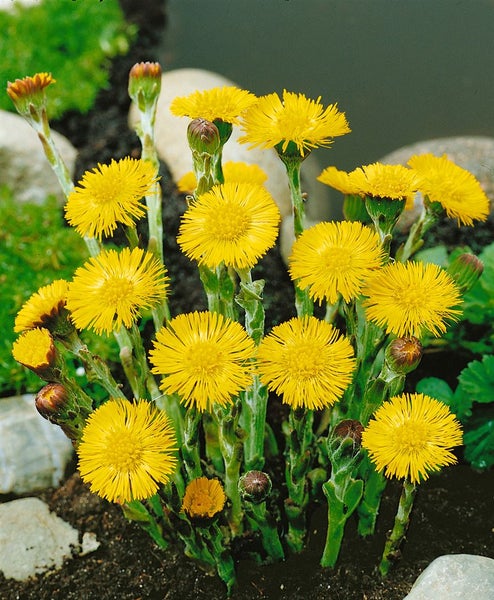 Tussilago farfara, Huflattich, gelb, ca. 9x9 cm Topf