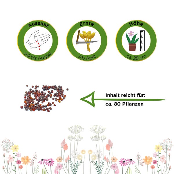 Winterblumenkohl Walcheren Samen von Deine Gartenwelt