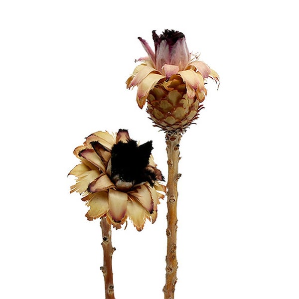 Zwei Protea-Zweig-Dekorationen