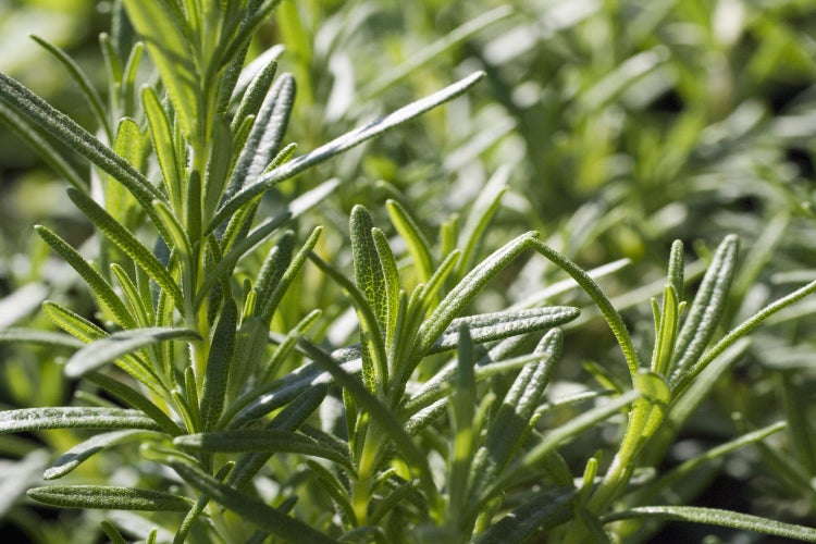 SAFLAX Garden to go - BIO - Rosmarin - Rosmarinus officinalis - 40 Samen - Mit Topf, Klima - Deckel und Anzuchtsubstrat