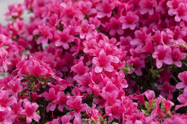 Rhododendron obtusum 'Michiko', Azalee, rosa, 25–30 cm