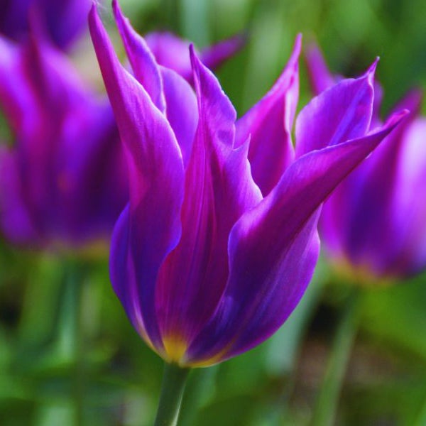 Nahaufnahme von lila Tulpenblüten