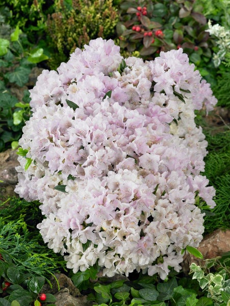 Rhododendronbusch mit zahlreichen Blüten im Garten.