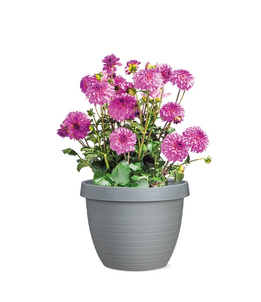 Scheurich Country Star 40, Pflanzgefäß/Blumentopf/Pflanzkübel, rund,  aus Kunststoff Farbe: Granite Grey, 39 cm Durchmesser, 30 cm hoch, 21,5 l Vol.