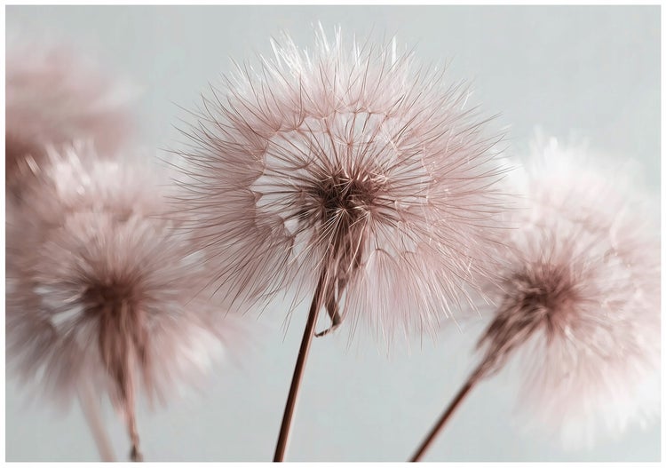 Fototapete Pusteblume Boho Wohnzimmer Vlies Tapete 400x280 cm