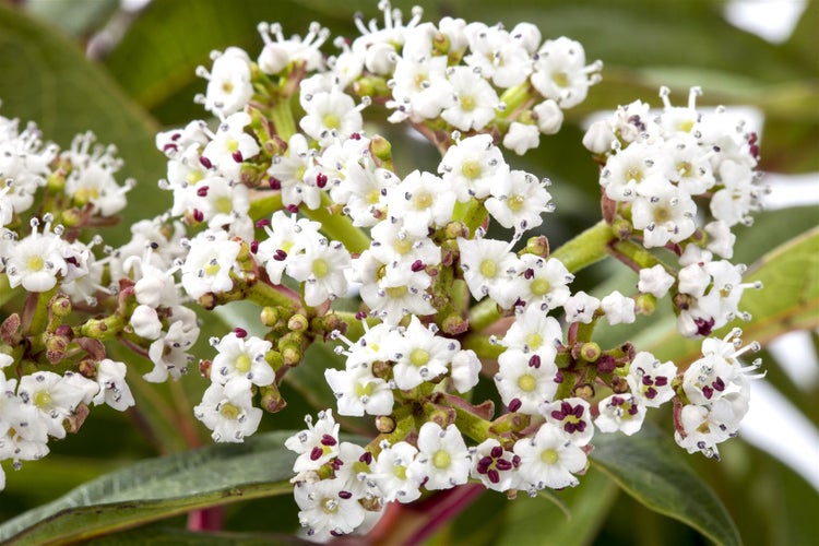 Viburnum davidii, Immergrüner Schneeball, 40–60 cm