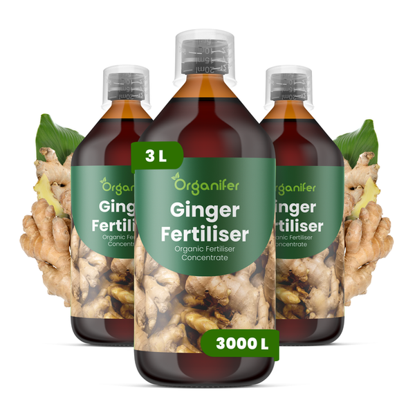 Organifer Ingwer-Dünger, organisches Düngerkonzentrat, drei 1-Liter-Flaschen, insgesamt 3 Liter.