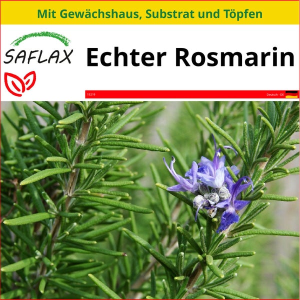 SAFLAX Anzucht Set - Echter Rosmarin - Rosmarinus officinalis - 100 Samen - Mit Mini-Gewächshaus, Anzuchtsubstrat und 2 Töpfen