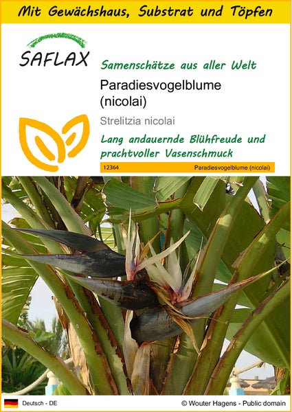 SAFLAX Anzucht Set - Paradiesvogelblume (nicolai) - Strelitzia nicolai - 5 Samen - Mit Mini-Gewächshaus, Anzuchtsubstrat und 2 Töpfen