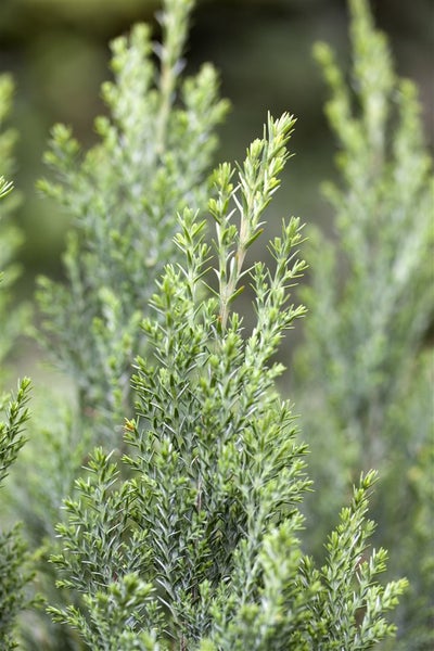 Chamaecyparis lawsoniana 'Ellwoodii', Blaue Scheinzypresse, 30–40 cm
