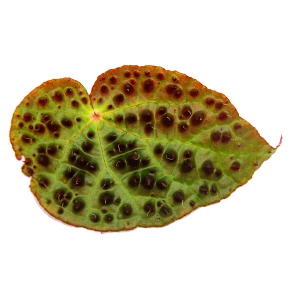 Grünes herzförmiges Blatt mit dunklen Noppen und strukturierter Oberfläche.