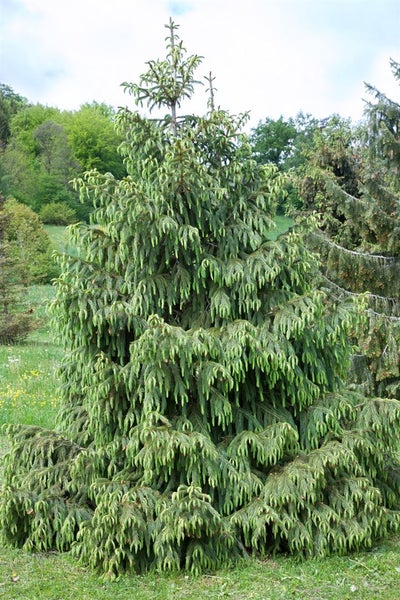 Hänge-Fichte im Garten
