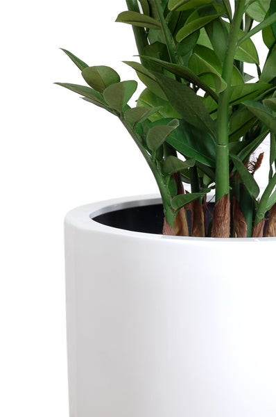 Zimmerpflanze Glücksfeder Zamioculcas zamiifolia in weißem Topf